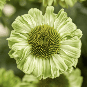 Green coneflower with spiral seedhead