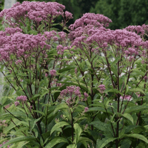 pink clustered wildflowers in leafy garden