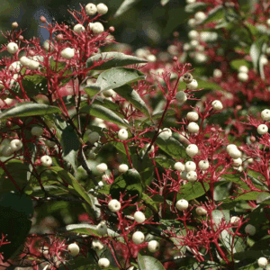 Bush with white berries and red stems