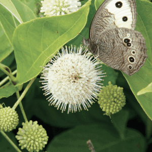 Close-up brown butterfly on white spiky flower
