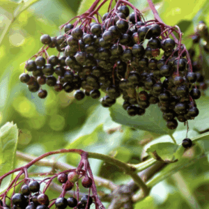 Clusters of ripe elderberries on red stems