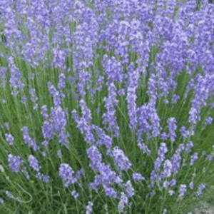 Lavender bushes in full purple bloom