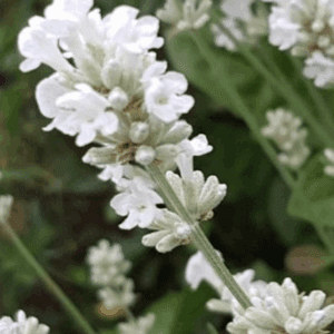 White lavender flower spikes close-up