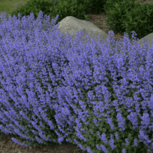 Dense purple-flowering groundcover beside garden rocks