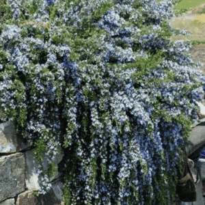 Trailing blue-flowered shrub draping stone wall