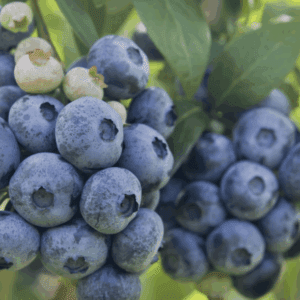 Cluster of plump ripe blueberries on bush