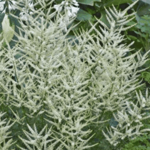 White feathery flower plumes in green garden