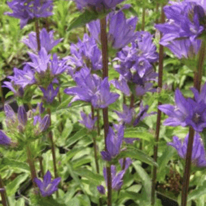Tall purple clustered bellflower spikes