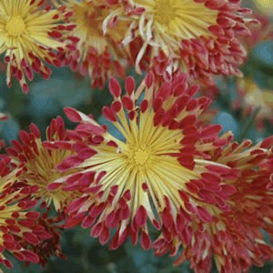 Close-up yellow chrysanthemum with red-tipped petals