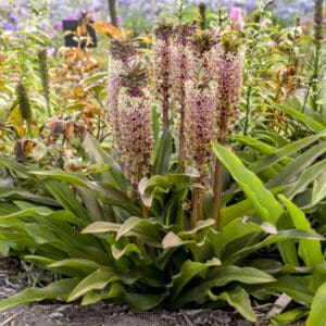 Pink pineapple lily cluster in garden