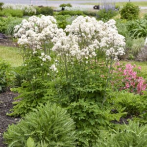 White flowering clusters in lush garden bed
