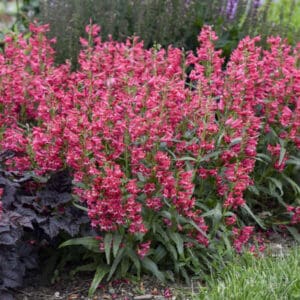 pink penstemon flowers in garden bed