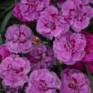 Pink carnation flowers with fringed petals