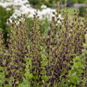 Tall purple-brown flower spikes with green foliage