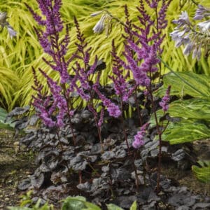 Purple astilbe spikes amid variegated foliage