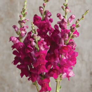 Vibrant magenta snapdragon flower cluster