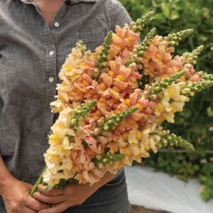 Person holding peach and yellow snapdragon bouquet