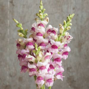 Pink and white snapdragon flower cluster