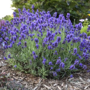 Cluster of purple lavender blooms