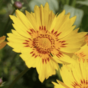 Yellow daisy with red-speckled center