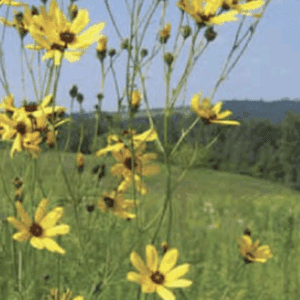 Yellow wildflowers swaying in green meadow