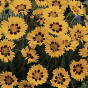 Bright yellow daisy-like flowers with brown centers