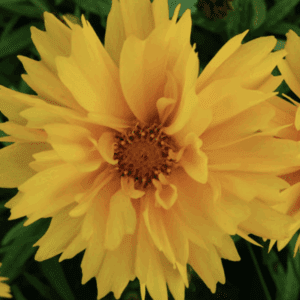 Close-up of vibrant yellow daisy-like flower