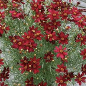 cluster of deep red wildflowers with feathery foliage