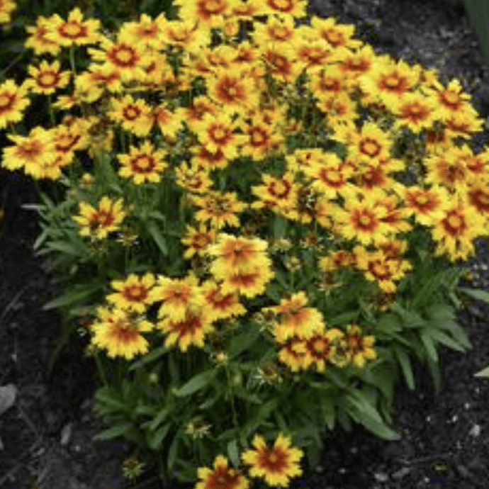 Cluster of yellow flowers with red centers