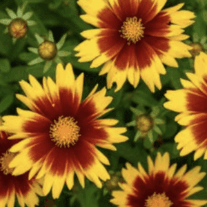 Yellow-petaled flowers with red centers