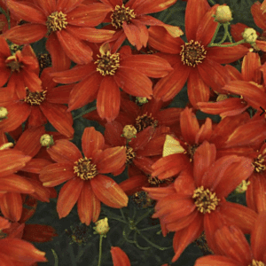 Close-up of vibrant orange daisy-like flowers