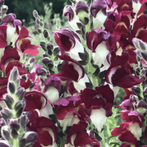 Burgundy and white snapdragon flower cluster