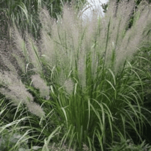 ornamental grass with feathery white plumes