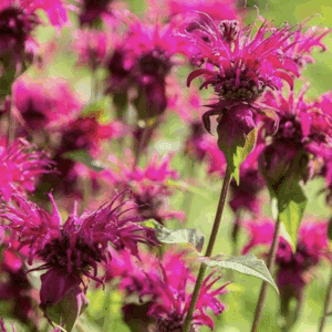 Vibrant magenta bee balm flowers in bloom