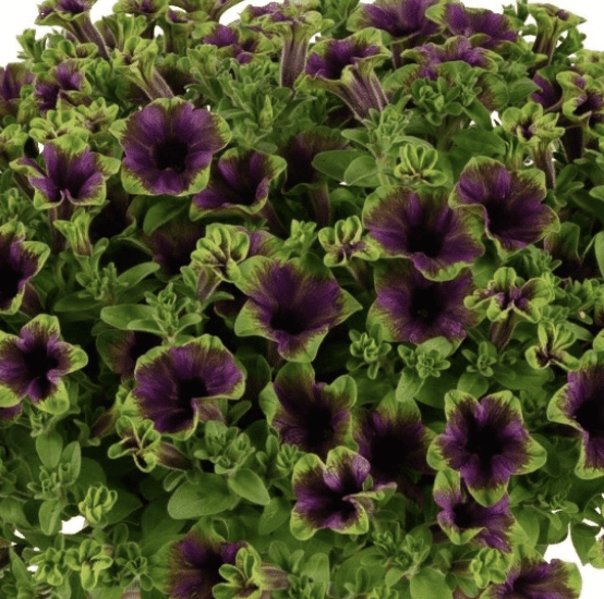 Cluster of purple petunia blooms with green margins