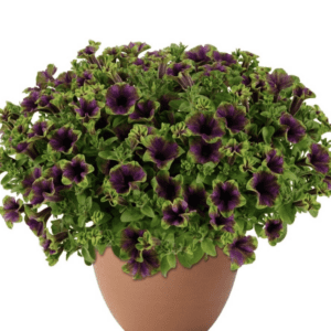 Compact purple petunia plant in terracotta pot