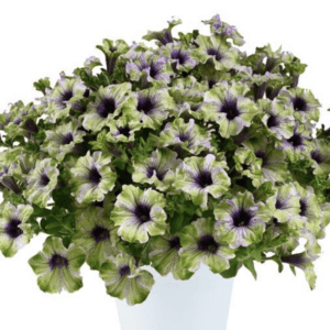 Potted lime-green petunias with dark centers