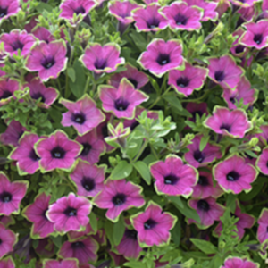 Dense magenta petunias with dark centers