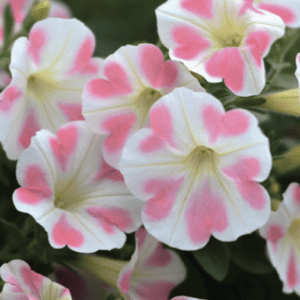 White petunias with pink heart-shaped markings
