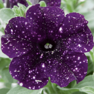 Star-speckled purple petunia bloom