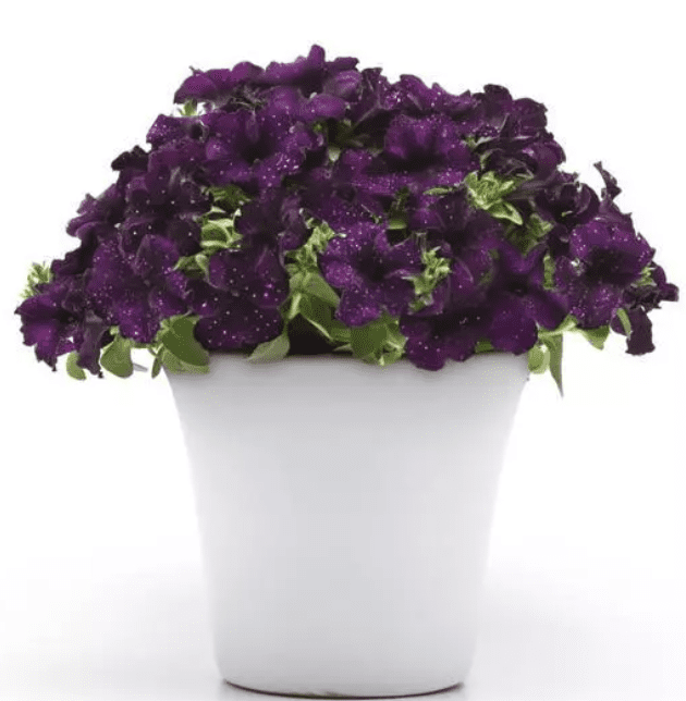 Deep purple petunias spilling from white planter