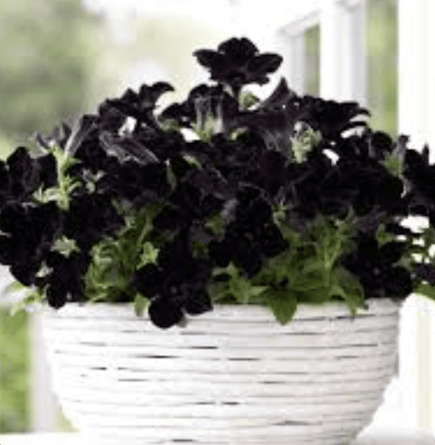 Black petunias overflowing white wicker planter