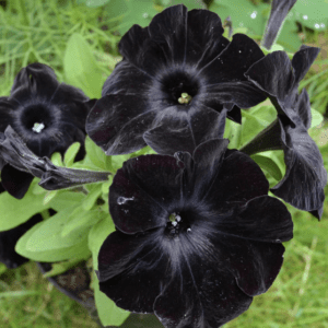 Deep-black petunia blooms among green foliage