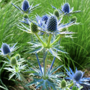 Spiky blue sea holly thistle blooms
