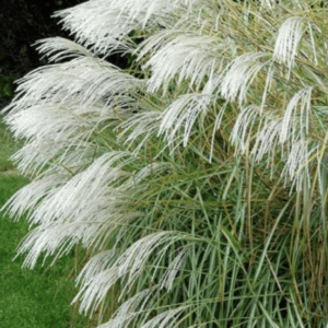 Silver-white miscanthus grass with feathery plumes