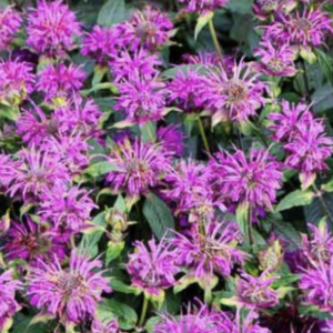 Vibrant purple bee balm flowers close-up