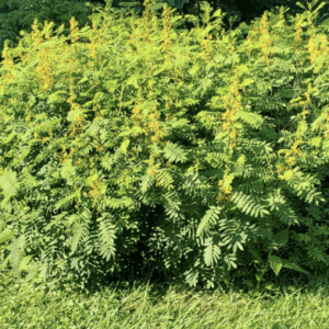 Sunlit dense green foliage beside lawn