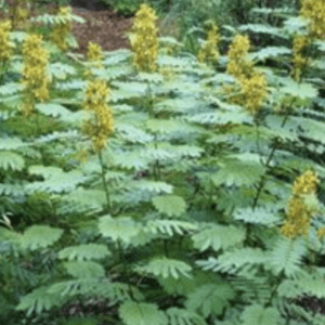 Fern-like leaves with yellow flower spikes