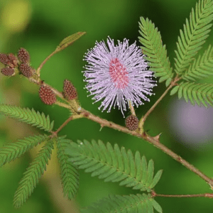 Pink mimosa puffball flower with green leaves