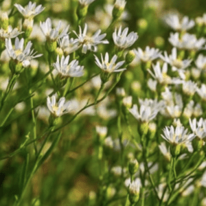 Close-up of tiny white wildflowers in field